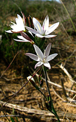 Hesperantha falcata