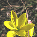 Yellow Sickle Eveninglily - Photo (c) YvettevW, some rights reserved (CC BY-NC), uploaded by YvettevW