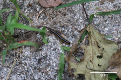 Asiomorpha coarctata