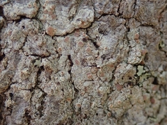 Megalosporaceae