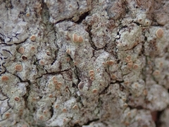 Megalosporaceae