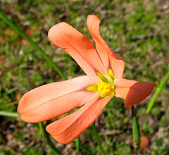 Moraea bulbillifera