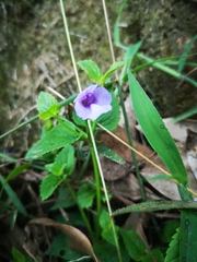 Torenia asiatica