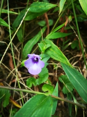 Torenia asiatica