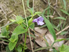 Torenia asiatica