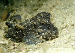 Cocotropus microps