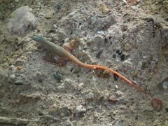 Plain Sand Lizard photo 2