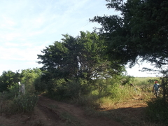 Ebenopsis caesalpinioides