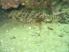 Thysanophrys cirronasus