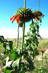 Leonotis nepetifolia nepetifolia