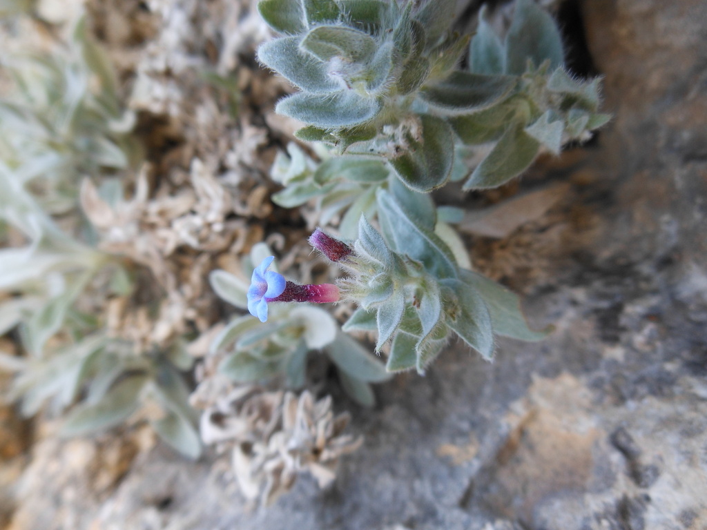 Alkanna saxicola