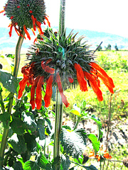 Leonotis nepetifolia nepetifolia