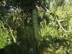 Ebenopsis caesalpinioides