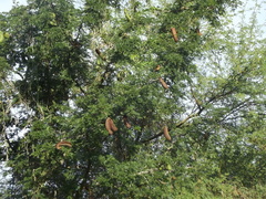 Ebenopsis caesalpinioides