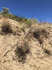 Ipomopsis tenuifolia