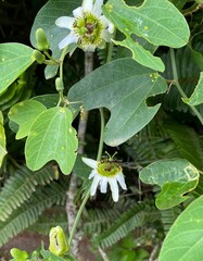 Passiflora cuneata