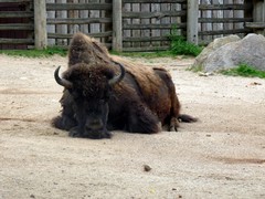 Bison
