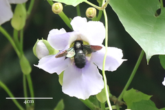 Xylocopa