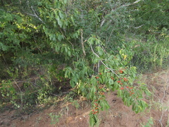 Casearia dolichophylla