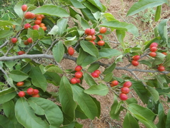 Casearia dolichophylla