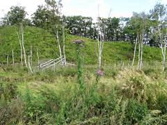 Saussurea neopulchella