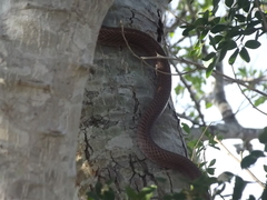 Masticophis bilineatus