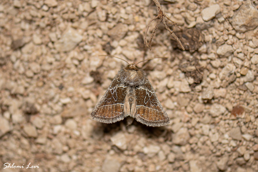 Euchalcia paulina