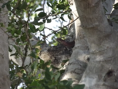 Masticophis bilineatus