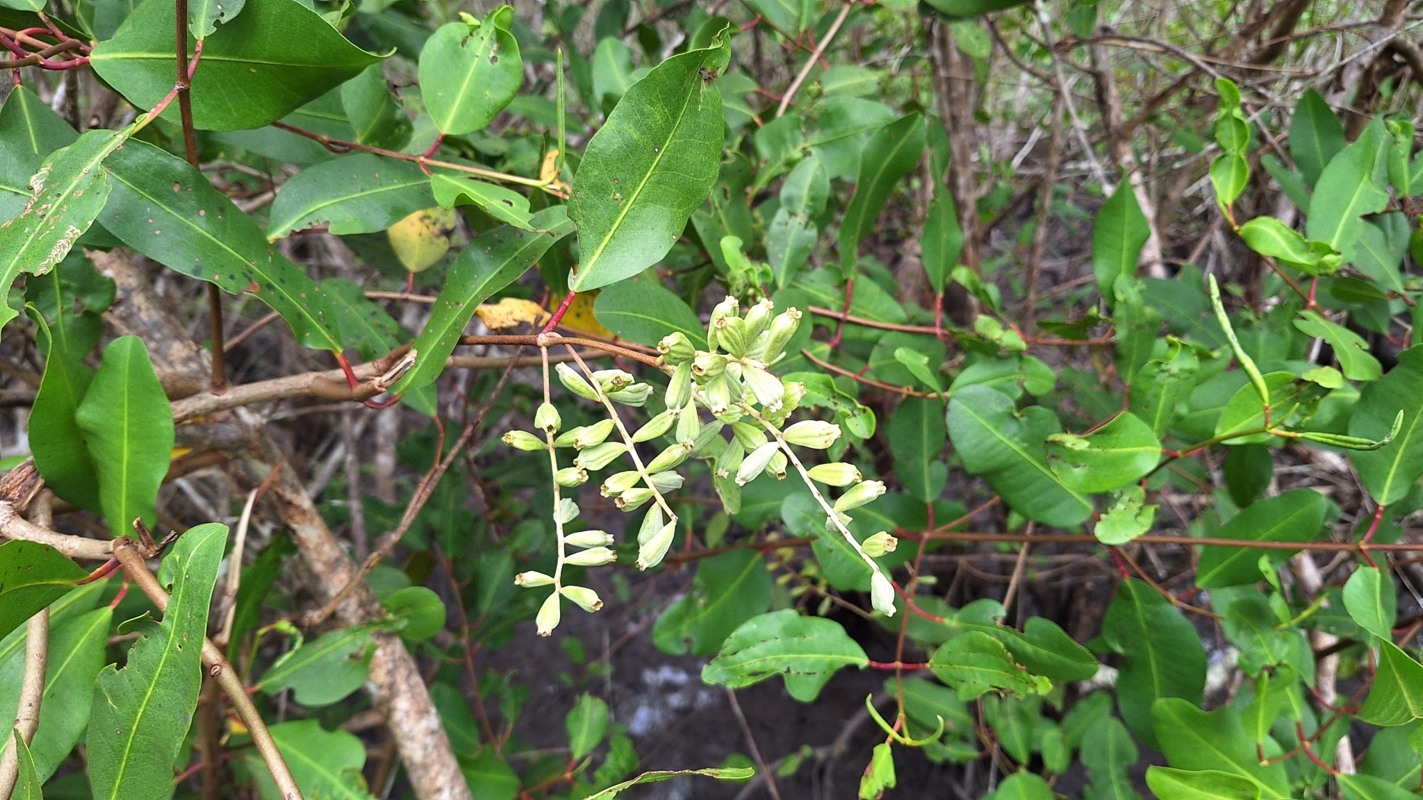 Laguncularia racemosa
