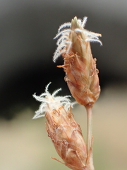Fimbristylis sieboldii