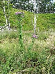 Saussurea neopulchella