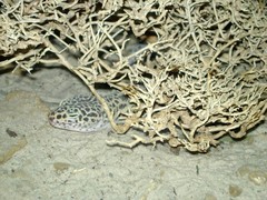 Eublepharidae