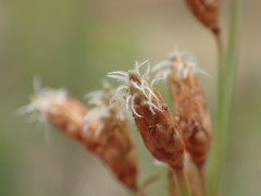 Fimbristylis sieboldii