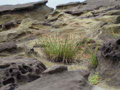 Fimbristylis sieboldii