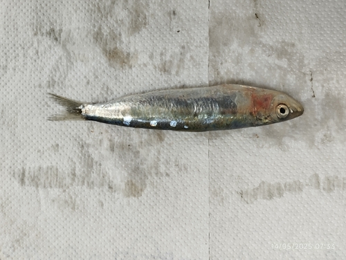 Photo de Sardine européenne (Sardina pilchardus)