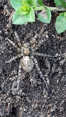 Arctosa stigmosa