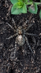 Arctosa stigmosa
