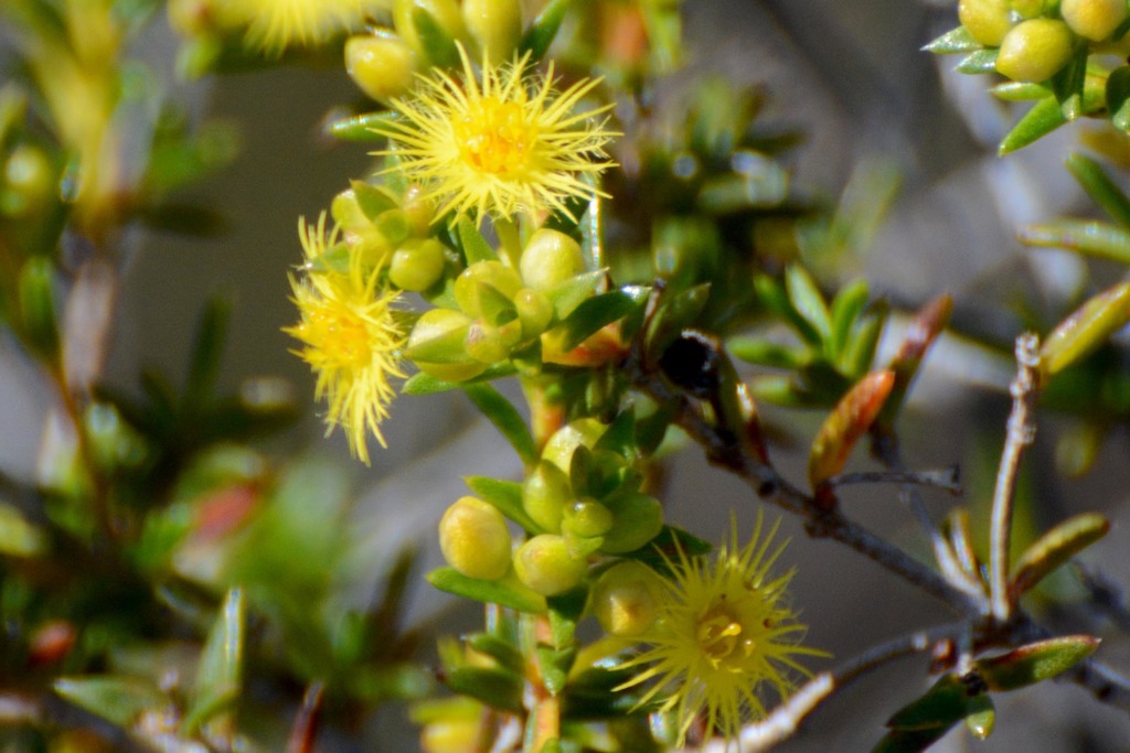 Verticordia acerosa