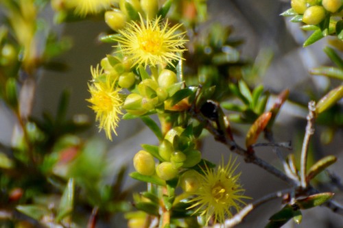 Verticordia acerosa Lindl.