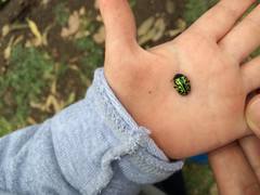 Calligrapha mexicana