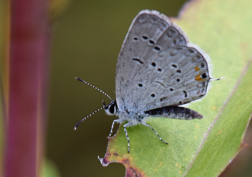 Eastern tailed-blue