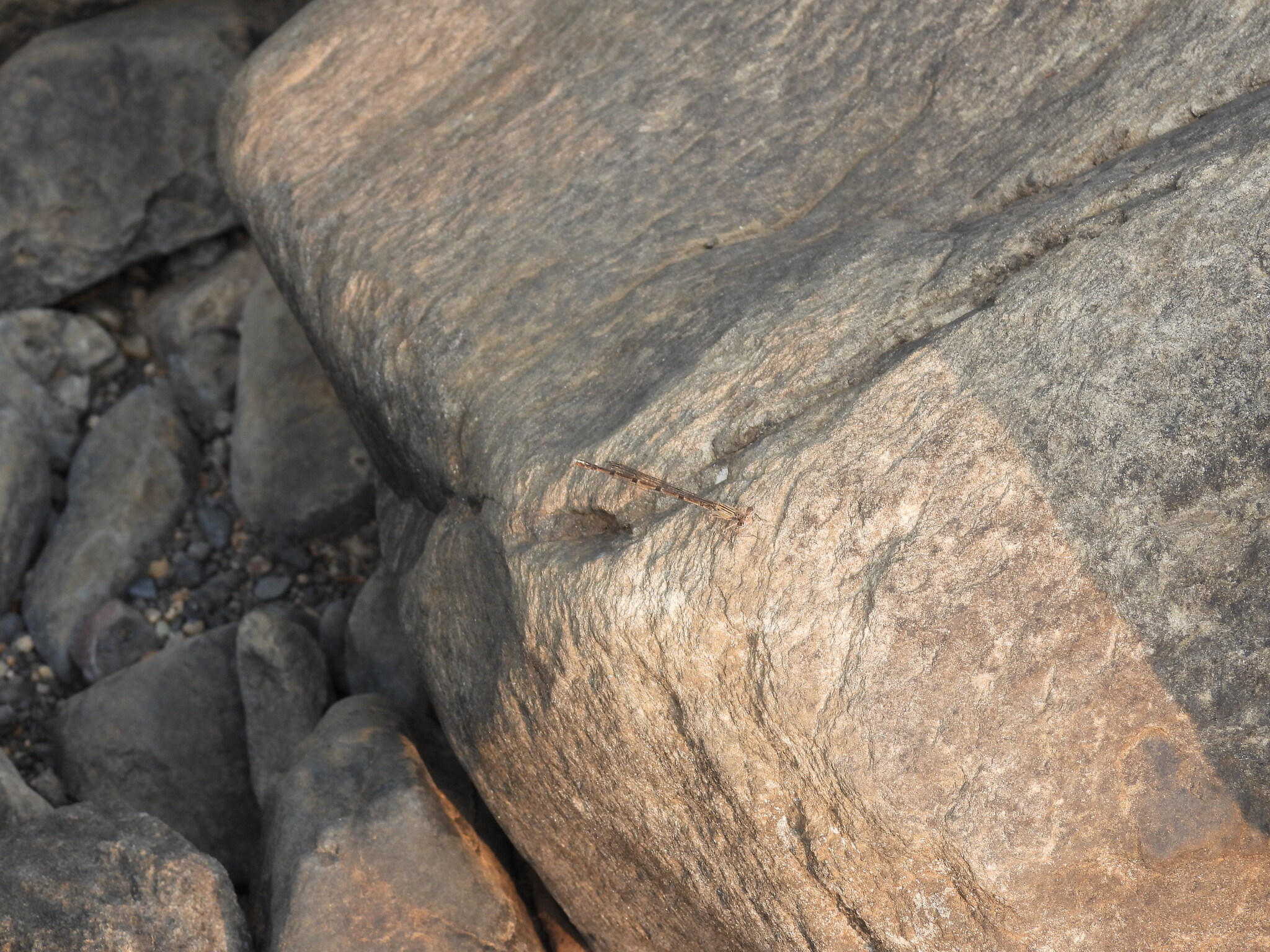 Black-Banded Threadtail