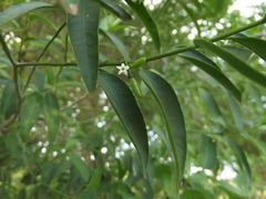 Vallesia glabra