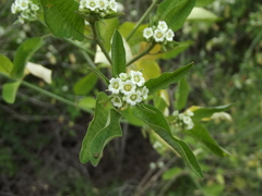Euphorbia colletioides