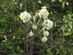Euphorbia colletioides