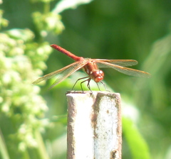 Sympetrum madidum