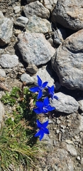 Gentiana bavarica