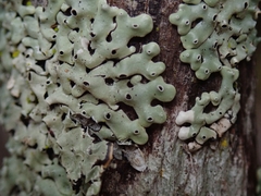 Menegazzia neozelandica