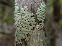 Menegazzia neozelandica