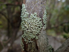 Menegazzia neozelandica